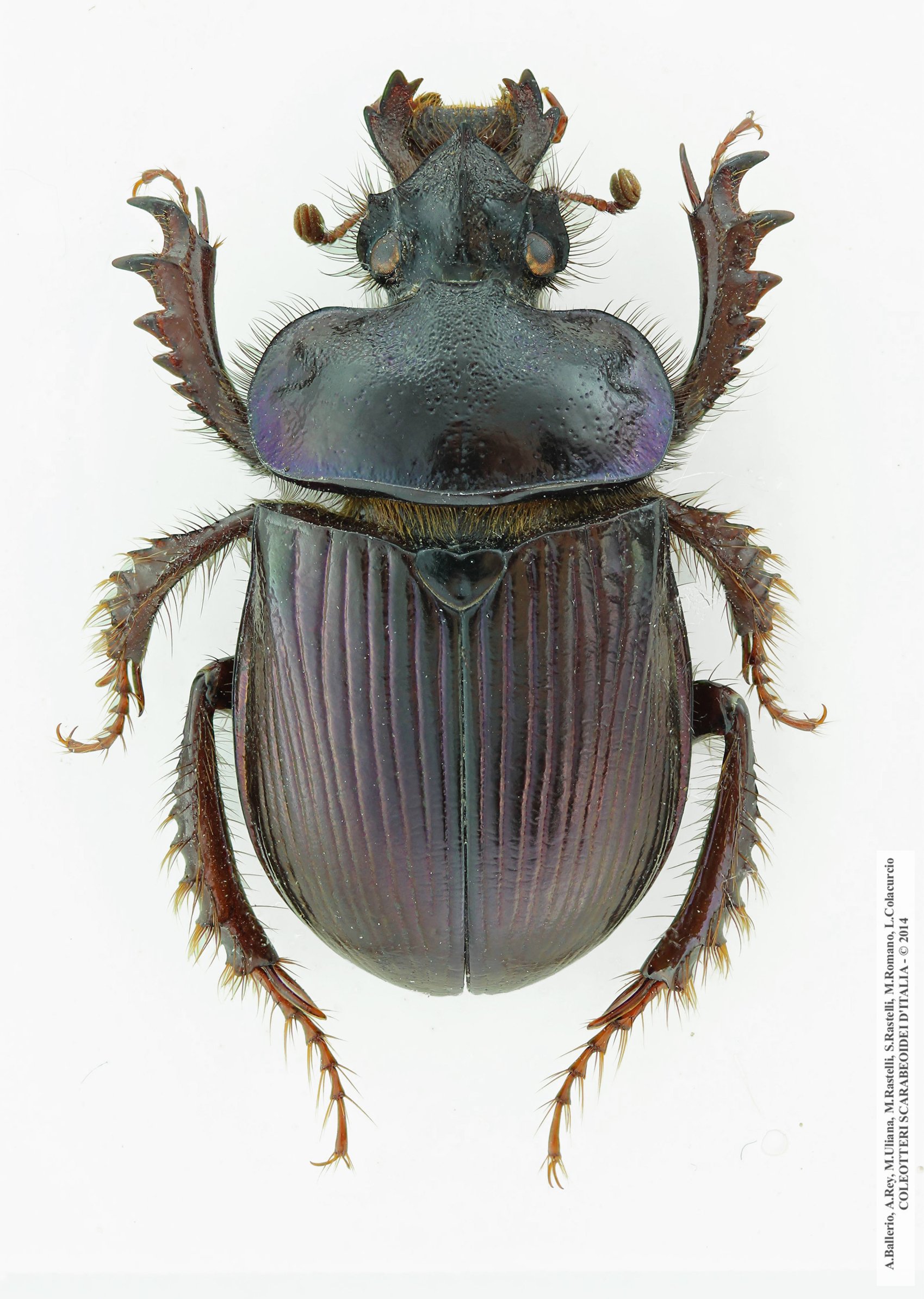 Ceratophyus rossii, femmina 